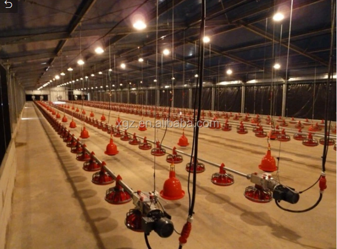 Casa de aves de corral de pollo Strucutre de acero en alta calidad