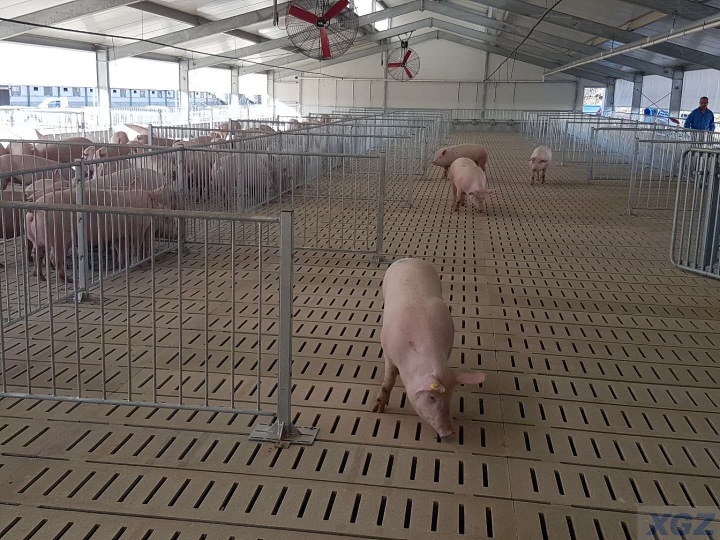 Granja prefabricada de cerdos con estructura de acero galvanizado