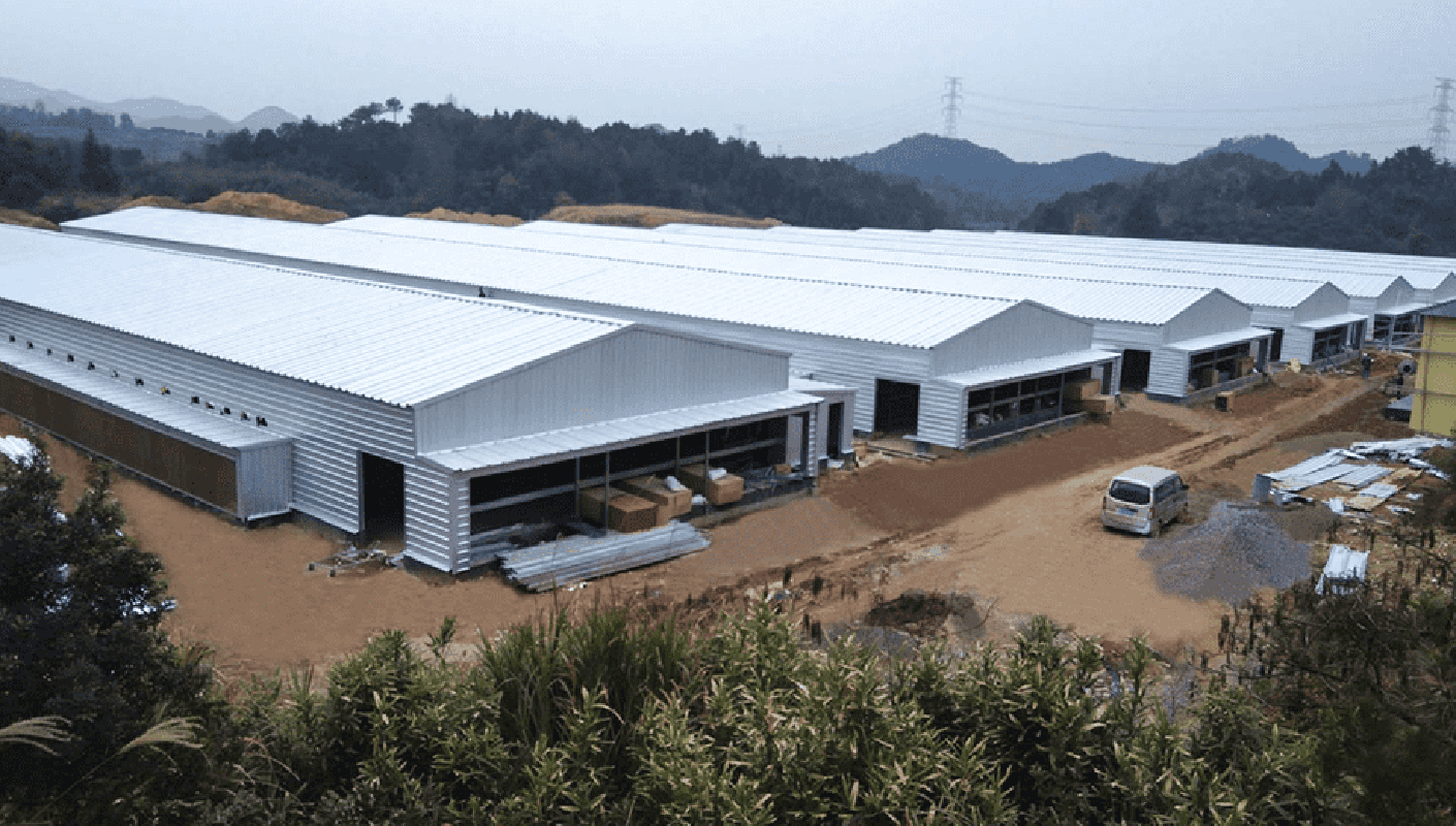 Casa de aves de corral de pollo Strucutre de acero a bajo precio